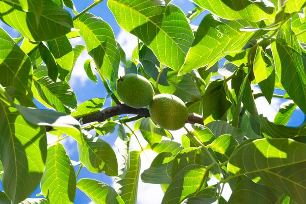 Photography on theme beautiful nut branch walnut tree with natural leaves under clean sky, photo consisting of nut branch walnut tree outdoors in rural, floral nut branch walnut tree in big garden