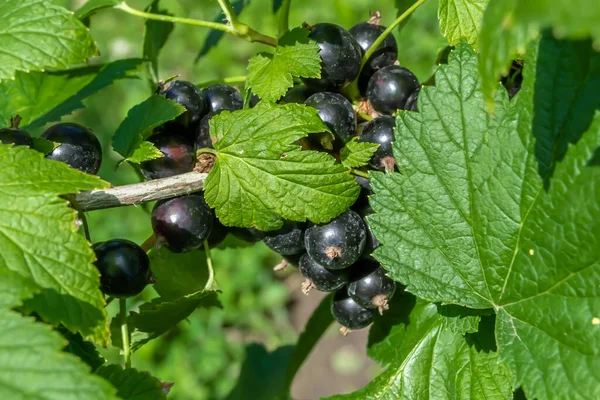 Beautiful berry branch black currant bush with natural leaves under clean sky, photo consisting of berry branch black currant bush outdoors in rural, floral berry branch black currant bush in garden
