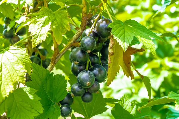 Beautiful Berry Branch Black Currant Bush Natural Leaves Clean Sky — Stock Photo, Image