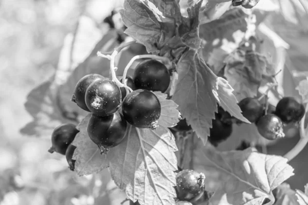 美丽的浆果枝黑色醋栗灌木 蓝天下有天然叶子 照片由户外的浆果枝黑色醋栗灌木 花园的花卉浆果枝黑色醋栗灌木组成 — 图库照片