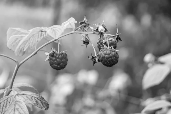 Photography Theme Beautiful Berry Branch Raspberry Bush Natural Leaves Photo — Stock Photo, Image