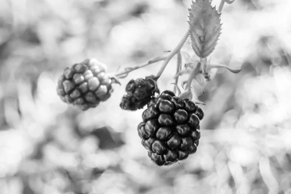 美丽的浆果枝黑莓灌木与自然叶在清澈的天空下 由户外的浆果枝黑莓灌木 植物浆果枝黑莓灌木组成的照片 — 图库照片