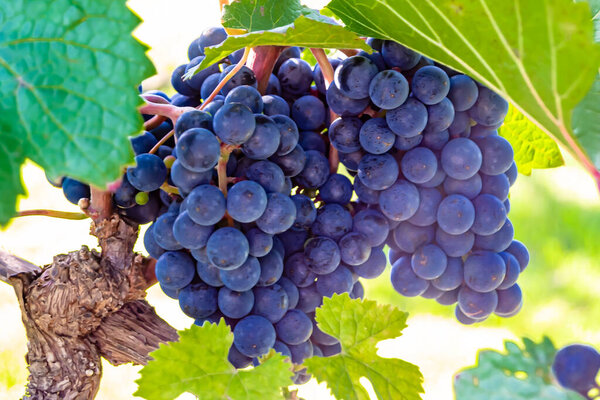 Фотография на тему красивые ягодные ветви виноградного куста с естественными листьями под чистым небом, фото, состоящее из ягодных ветвей виноградного куста на открытом воздухе в сельской местности, цветочные ягодные ветви виноградного куста в большом саду