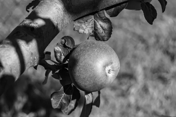 Fotografie Téma Krásné Ovoce Větev Jabloně Přírodními Listy Pod Čistou — Stock fotografie