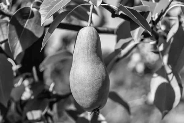 Photography on theme beautiful fruit branch pear tree with natural leaves under clean sky, photo consisting of fruit branch pear tree outdoors in rural, floral fruit branch pear tree in big garden