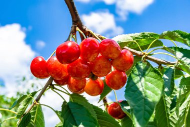 Tema üzerine fotoğraf temiz gökyüzünün altında doğal yaprakları olan güzel meyve dalı kiraz ağacı kırsal alanda meyve dalı kiraz ağacı, bahçedeki çiçek dalı kiraz ağacı fotoğrafı