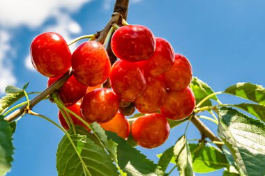 Tema üzerine fotoğraf temiz gökyüzünün altında doğal yaprakları olan güzel meyve dalı kiraz ağacı kırsal alanda meyve dalı kiraz ağacı, bahçedeki çiçek dalı kiraz ağacı fotoğrafı