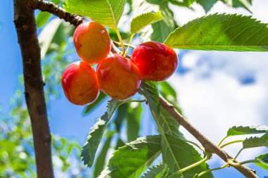 Tema üzerine fotoğraf temiz gökyüzünün altında doğal yaprakları olan güzel meyve dalı kiraz ağacı kırsal alanda meyve dalı kiraz ağacı, bahçedeki çiçek dalı kiraz ağacı fotoğrafı
