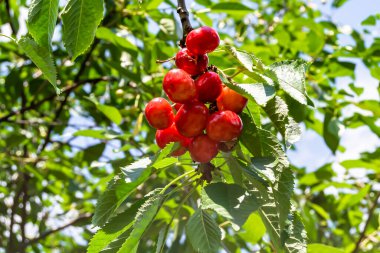 Tema üzerine fotoğraf temiz gökyüzünün altında doğal yaprakları olan güzel meyve dalı kiraz ağacı kırsal alanda meyve dalı kiraz ağacı, bahçedeki çiçek dalı kiraz ağacı fotoğrafı