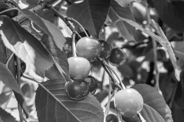 Tema üzerine fotoğraf temiz gökyüzünün altında doğal yaprakları olan güzel meyve dalı kiraz ağacı kırsal alanda meyve dalı kiraz ağacı, bahçedeki çiçek dalı kiraz ağacı fotoğrafı