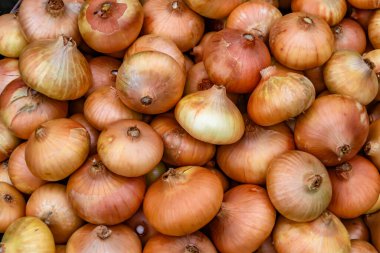 Tema üzerine fotoğraf: Napiform derili güzel soğan bitkisi, kırsal alanda soğan bitkisi, soğan sebzesi, çiftçinin büyük tarlasından topladığı bitki.