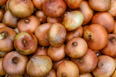 Tema üzerine fotoğraf: Napiform derili güzel soğan bitkisi, kırsal alanda soğan bitkisi, soğan sebzesi, çiftçinin büyük tarlasından topladığı bitki.