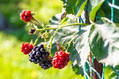 Tema üzerine fotoğraf: Güzel böğürtlen dalları, temiz gökyüzünün altında doğal yapraklar, kırsal alanda böğürtlen dalları, böğürtlen dalları, böğürtlen dalları, böğürtlen dalları...