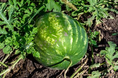 Tema üzerine fotoğraf yaprakların altında doğal cilt olan küçük meyve karpuzu, kırsal alanda lezzetli küçük meyve karpuzundan oluşan fotoğraf, doğa çiftliği bahçesinde küçük meyve karpuzu.