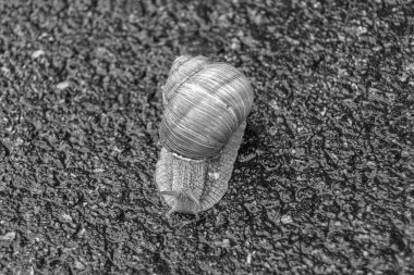 Islak yolda sürünen kabuklu büyük bahçe salyangozu çabuk eve gel, salyangoz Helix, vücudu korumak için sarmalanmış lezzetli yiyeceklerden oluşur, balçık kabuklu doğal hayvan salyangozu, besleyici krema yapar.