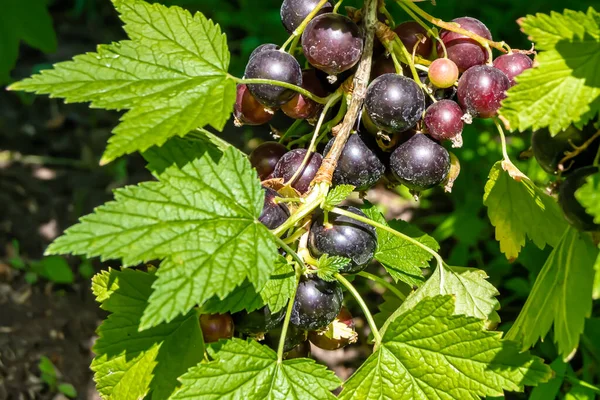 Hermosa Rama Bayas Arbusto Grosella Negra Con Hojas Naturales Bajo — Foto de Stock