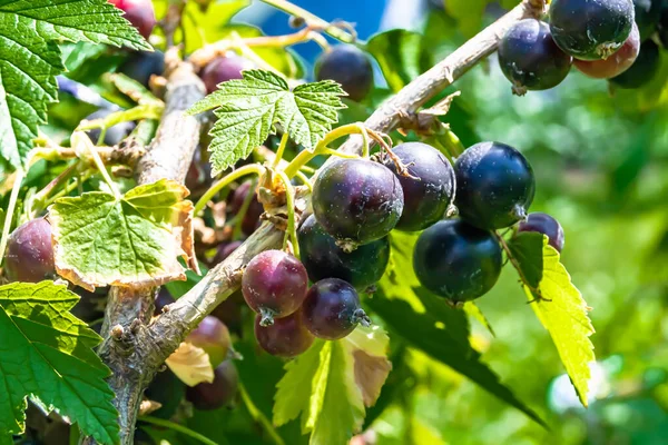 Beautiful berry branch black currant bush with natural leaves under clean sky, photo consisting of berry branch black currant bush outdoors in rural, floral berry branch black currant bush in garden