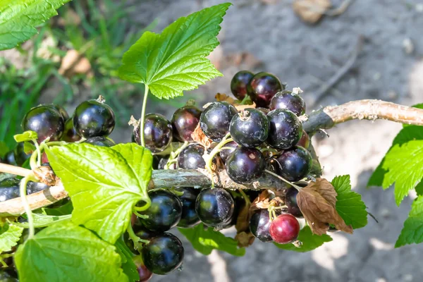 Beautiful berry branch black currant bush with natural leaves under clean sky, photo consisting of berry branch black currant bush outdoors in rural, floral berry branch black currant bush in garden