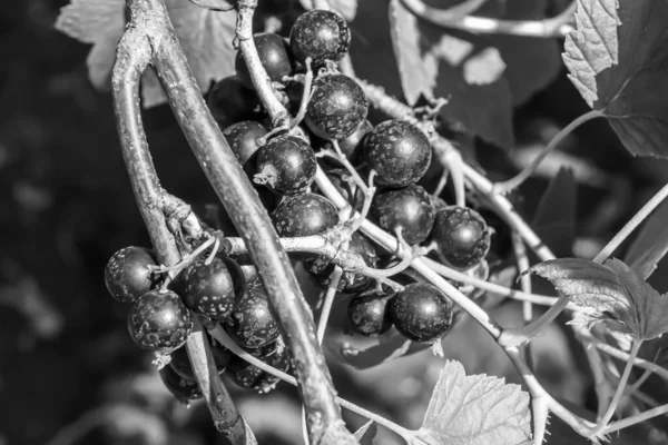 Beautiful berry branch black currant bush with natural leaves under clean sky, photo consisting of berry branch black currant bush outdoors in rural, floral berry branch black currant bush in garden