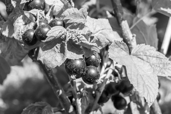 Bello Ramo Bacca Cespuglio Ribes Nero Con Foglie Naturali Sotto — Foto Stock