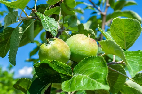 Photography on theme beautiful fruit branch apple tree with natural leaves under clean sky, photo consisting of fruit branch apple tree outdoors in rural, floral fruit branch apple tree in big garden