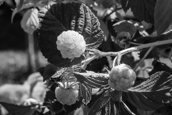 Tema üzerine fotoğraf: Doğal yapraklı güzel böğürtlen dalları, kırsal alanda böğürtlen dalları, büyük bahçedeki çiçekli böğürtlen dalları.