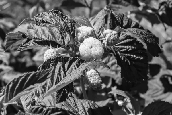 Tema üzerine fotoğraf: Doğal yapraklı güzel böğürtlen dalları, kırsal alanda böğürtlen dalları, büyük bahçedeki çiçekli böğürtlen dalları.