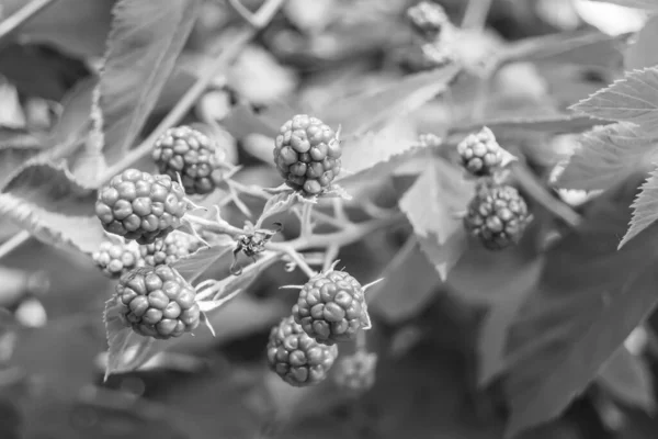 Fotografie Zum Thema Schöner Beerenzweig Brombeerbusch Mit Natürlichen Blättern Unter — Stockfoto