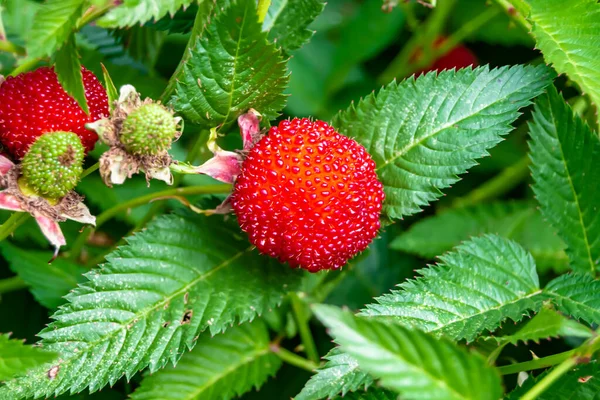 Hermosa Rama Baya Arbusto Fresa Japonés Con Hojas Naturales Foto — Foto de Stock