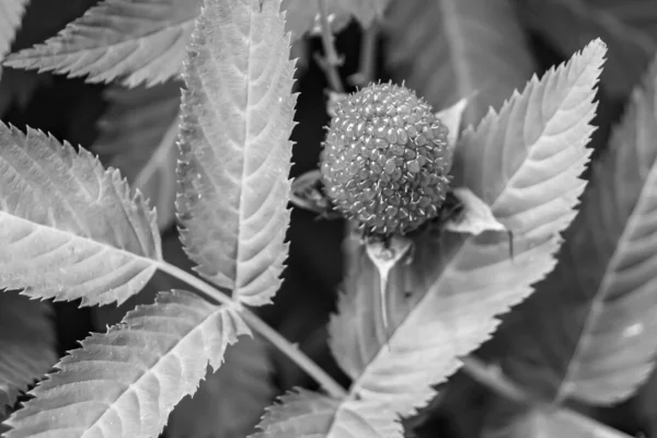 Güzel böğürtlen dalları doğal yapraklı Japon çileği, Japon çileği çalıları kırsal alanda Japon çileği dalları bahçedeki Japon çileği çalıları.
