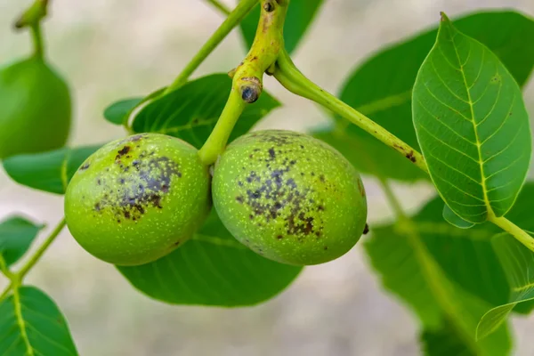 Photography on theme beautiful nut branch walnut tree with natural leaves under clean sky, photo consisting of nut branch walnut tree outdoors in rural, floral nut branch walnut tree in big garden