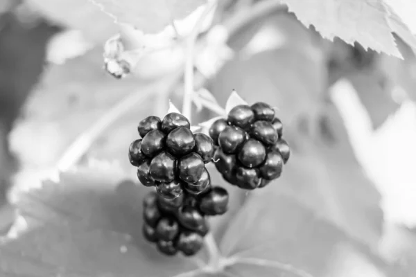 Photography Theme Beautiful Berry Branch Blackberry Bush Natural Leaves Clean — Stock Photo, Image