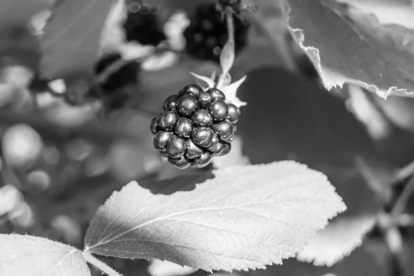 Photography Theme Beautiful Berry Branch Blackberry Bush Natural Leaves Clean — Stock Photo, Image