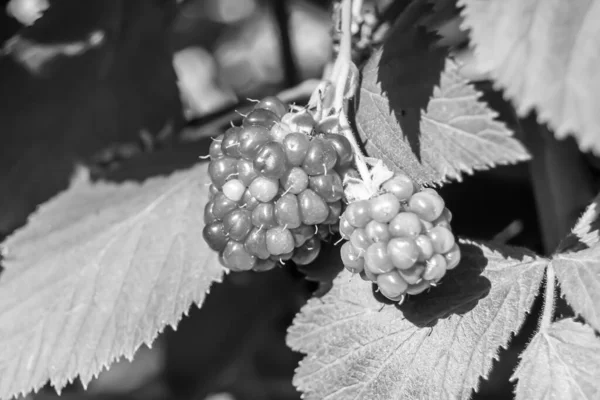 Photography Theme Beautiful Berry Branch Blackberry Bush Natural Leaves Clean — Stock Photo, Image