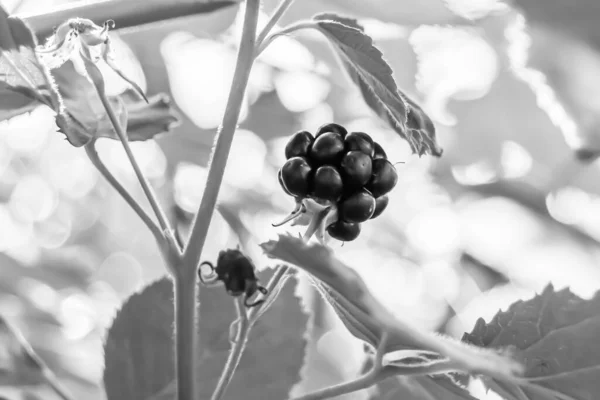 Fotografia Temat Piękny Jagodowy Gałąź Jeżyna Krzak Przyrodniczy Liść Pod — Zdjęcie stockowe