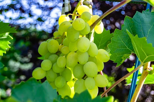 Photography on theme beautiful berry branch grape bush with natural leaves under clean sky, photo consisting of berry branch grape bush outdoors in rural, floral berry branch grape bush in big garden