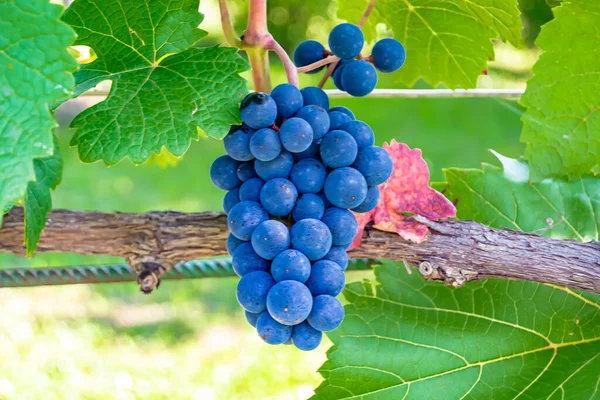 Fotografía Sobre Tema Hermoso Arbusto Uva Rama Bayas Con Hojas — Foto de Stock