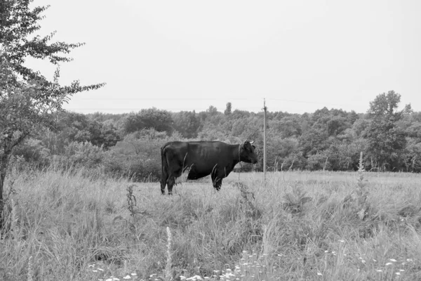 テーマの写真青い空の下で緑の牧草地で美しい大きな牛乳牛の放牧 牧草地で長い尾のわらを食べる牛乳牛で構成される写真 おいしい白い液体のための草の牧草地での牛乳牛 — ストック写真