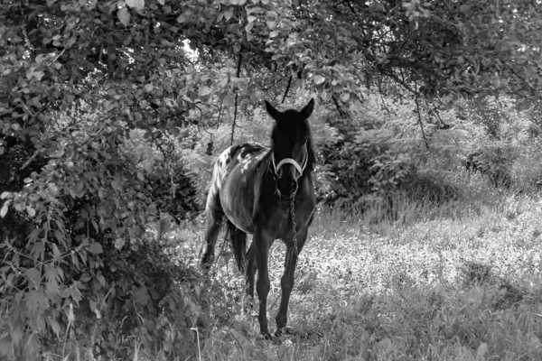 夏の花の牧草地に美しい野生の茶色の馬の種牡馬 立っ位置に長い男性の肖像画を持つ馬の種牡馬 緑の草を食べる馬の種牡馬 馬の種牡馬の屋外で 大きな馬の種牡馬 — ストック写真