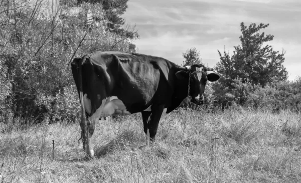 Photography Theme Beautiful Big Milk Cow Grazes Green Meadow Blue — Stock Fotó
