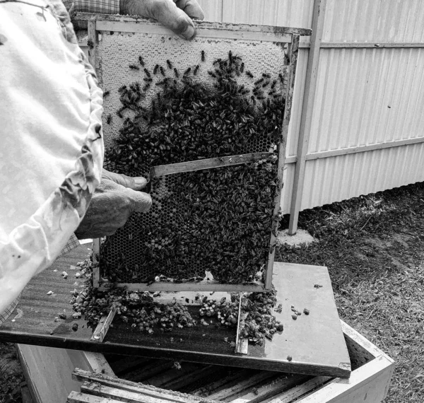 Skrzydlaty Pszczoła Powoli Lecę Pszczelarz Zbieram Nektar Prywatny Pasieka Żywy — Zdjęcie stockowe
