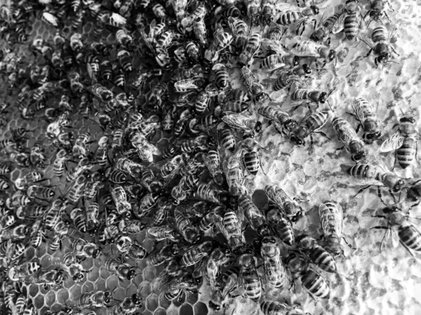 Arı Kovanının Soyut Altıgen Yapısı Altın Bal Kovanından Bal Peteği — Stok fotoğraf