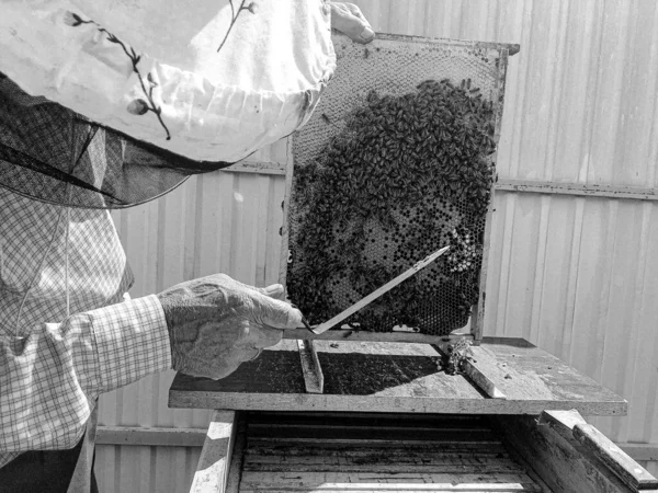 Kanatlı Arı Yavaşça Arı Yetiştiricisine Uçar Canlı Çiçeklerden Nektar Toplar — Stok fotoğraf