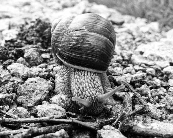 Big Garden Snail Shell Crawling Wet Road Hurry Home Snail — Stock Fotó