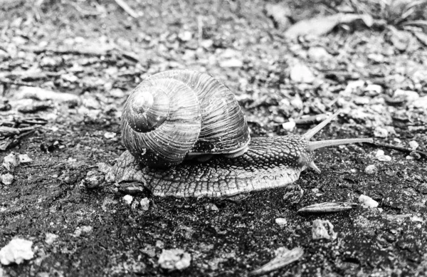 Grote Tuin Slak Schaal Kruipen Natte Weg Haast Naar Huis — Stockfoto