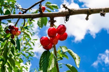 Tema üzerine fotoğraf temiz gökyüzünün altında doğal yaprakları olan güzel meyve dalı kiraz ağacı kırsal alanda meyve dalı kiraz ağacı, bahçedeki çiçek dalı kiraz ağacı fotoğrafı