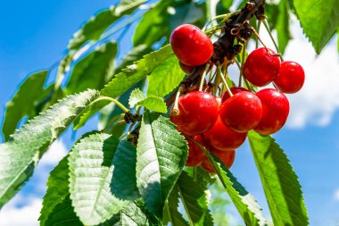 Tema üzerine fotoğraf temiz gökyüzünün altında doğal yaprakları olan güzel meyve dalı kiraz ağacı kırsal alanda meyve dalı kiraz ağacı, bahçedeki çiçek dalı kiraz ağacı fotoğrafı
