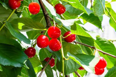Tema üzerine fotoğraf temiz gökyüzünün altında doğal yaprakları olan güzel meyve dalı kiraz ağacı kırsal alanda meyve dalı kiraz ağacı, bahçedeki çiçek dalı kiraz ağacı fotoğrafı
