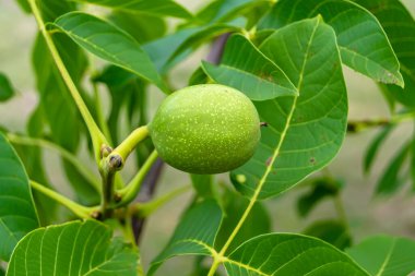 Tema üzerine fotoğraf temiz gökyüzünün altında doğal yaprakları olan fındık dallı ceviz ağacı, açık havada fındık ağacının fotoğrafı, büyük bahçede fındık dallı ceviz ağacı.