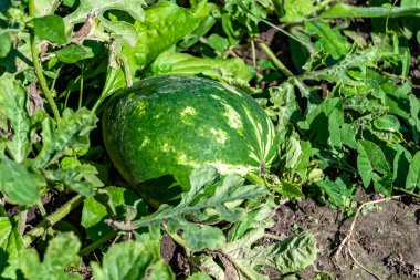 Tema üzerine fotoğraf yaprakların altında doğal cilt olan küçük meyve karpuzu, kırsal alanda lezzetli küçük meyve karpuzundan oluşan fotoğraf, doğa çiftliği bahçesinde küçük meyve karpuzu.